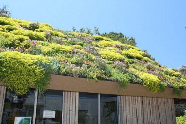 Озеленение крыши дома