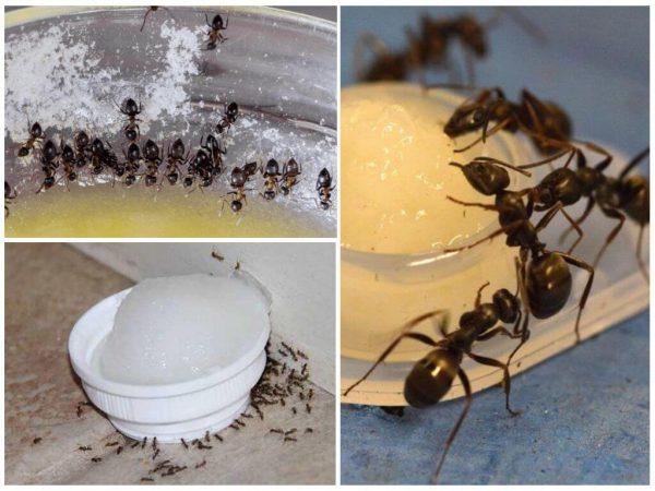 муравьи в бане как избавиться