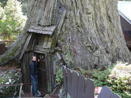 Дом в стволе дерева: фото и описание креативного жилья