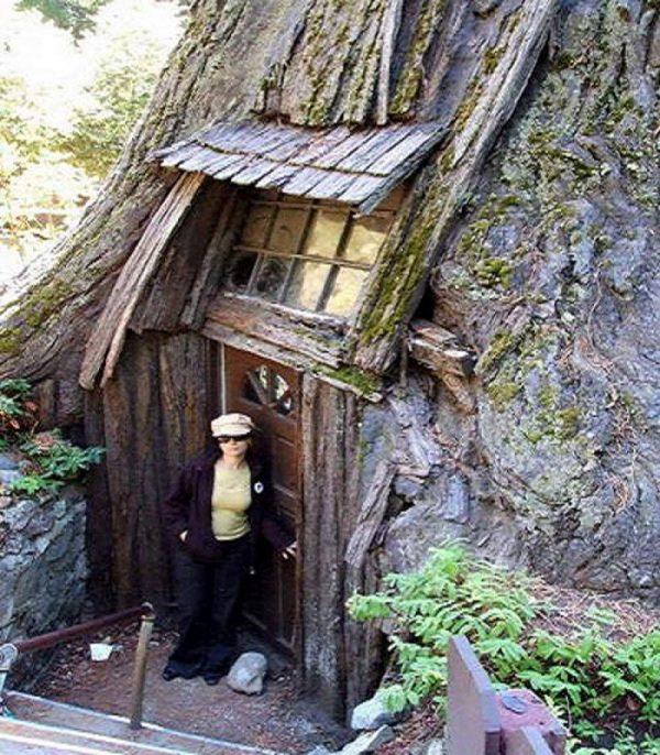 дом в стволе дерева