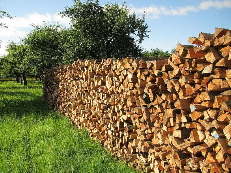Сколько сохнут дрова разных пород
