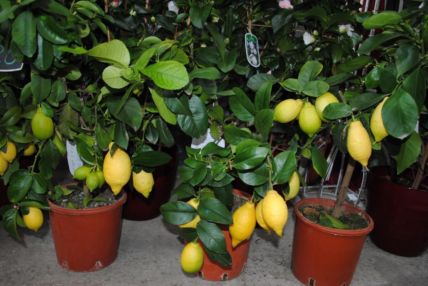 Лимон уход выращивание
