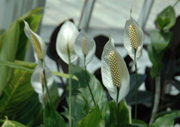 Спатифиллум — хороший цветок для подоконника