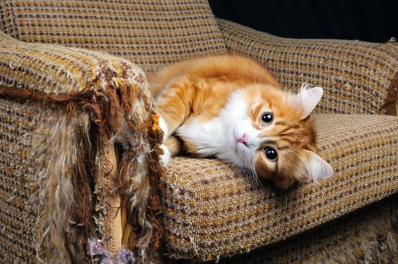 9 оригинальных идей, которые спасут вашу мебель от любимой кошки