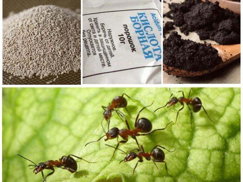 Как избавиться от муравьёв в бане: лучшие способы