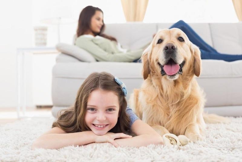 6 эффективных способов, чтобы быстро устранить дома неприятный запах от собаки